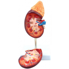 Kidney with Adrenal Gland, Life Size